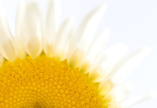 花盛开的菊花。图片下载