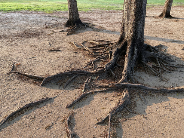 热带公园的树根景观图片下载