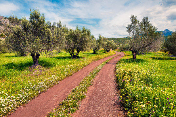 扎金索斯岛橄榄园如画的春景。欧洲希腊多彩的早晨景色。美丽的乡村概念背景。艺术风格后期处理照片。图片下载