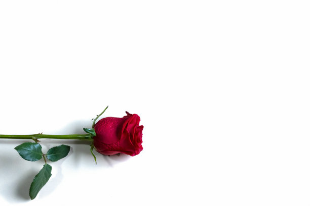 单株红玫瑰，孤立在左侧白色背景上图片下载