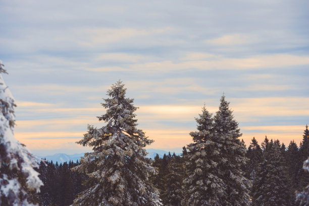 云杉在早晨的树梢上图片下载