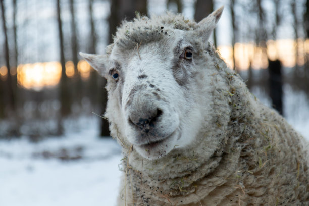 看看这些羊图片下载