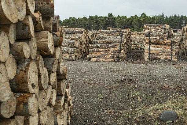用于林业的一堆原木。并排堆放柴堆。图片下载