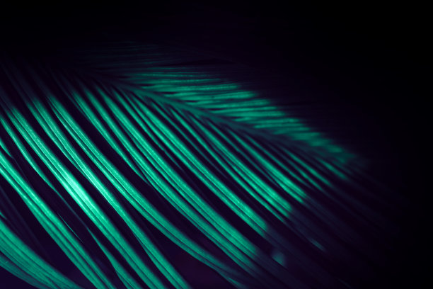 靠近美丽的棕榈叶在绿色的光。简约复古风格的概念。背景图案纹理设计。图片下载