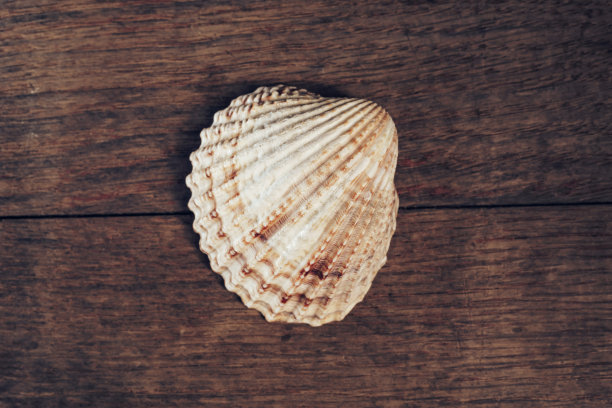 一张棕色的旧木桌上放着漂亮的贝壳。简约复古风格的概念。背景图案纹理设计。图片下载