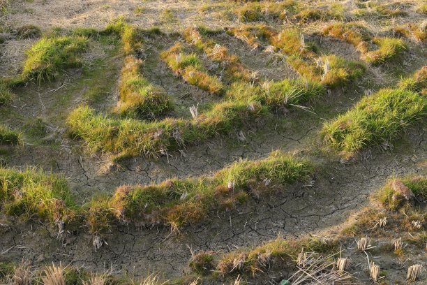 植物210012图片下载