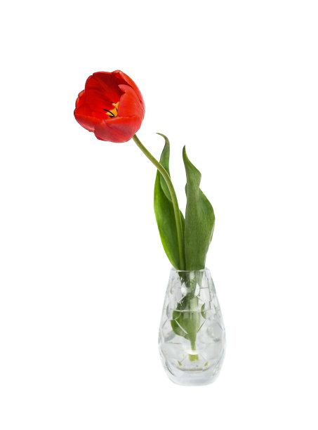花瓶里的猩红色郁金香图片下载