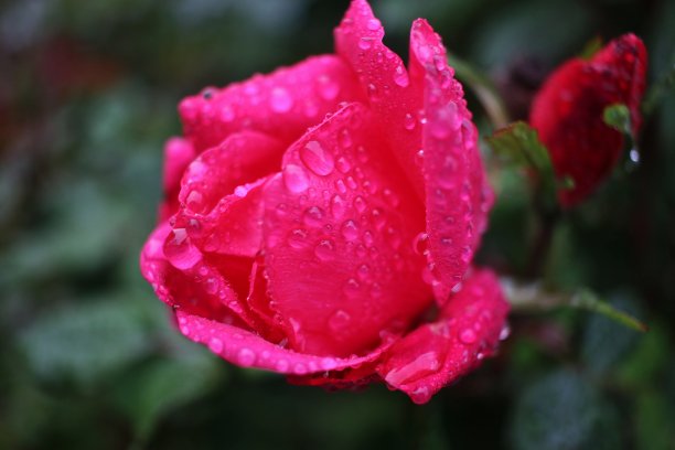 多雨的玫瑰图片下载