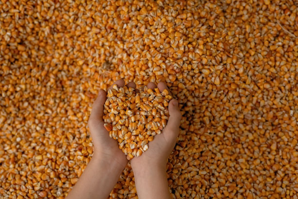 双手拿着玉米粒，上方是散落的玉米图片下载