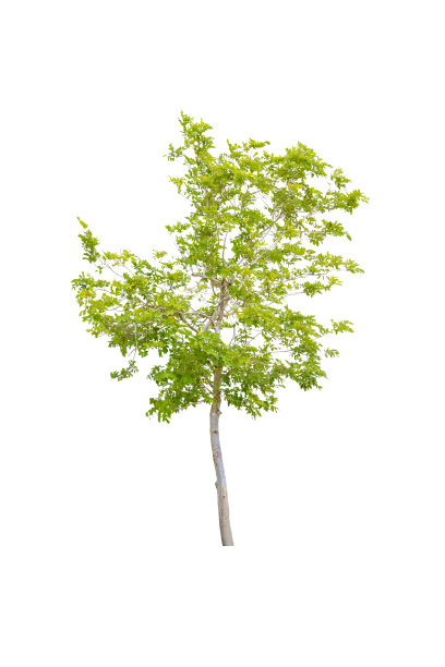 孤立的树在白色背景显示自然材料图片下载