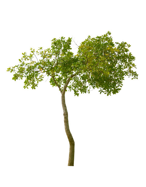 孤立的树在白色背景显示自然材料图片下载