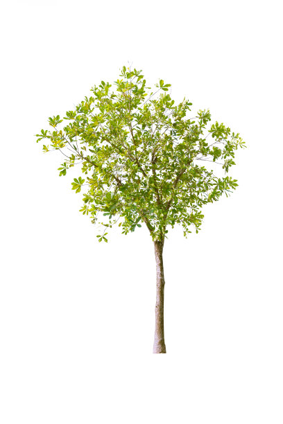 孤立的树在白色背景显示自然材料图片下载