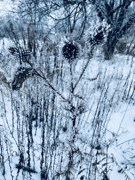 冻奶蓟草图片下载