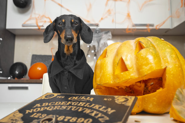 有趣的腊肠狗在黑色衬衫准备有趣的万圣节派对装饰公寓气球和蜘蛛网，做南瓜杰克-o-灯笼和得到占卜板图片下载