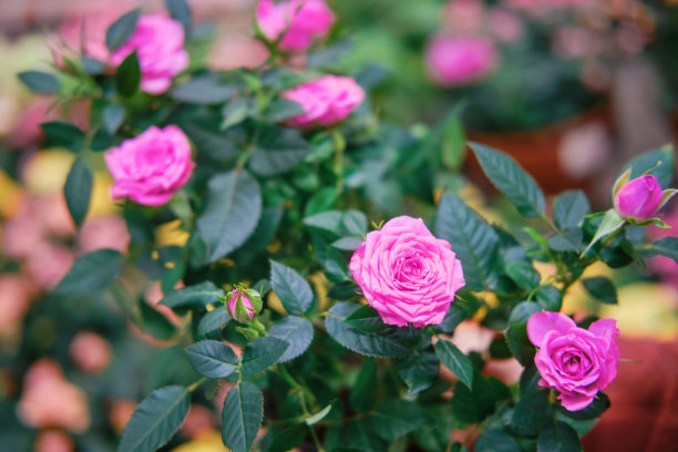 在植物和家庭园艺店里种植粉色玫瑰图片下载
