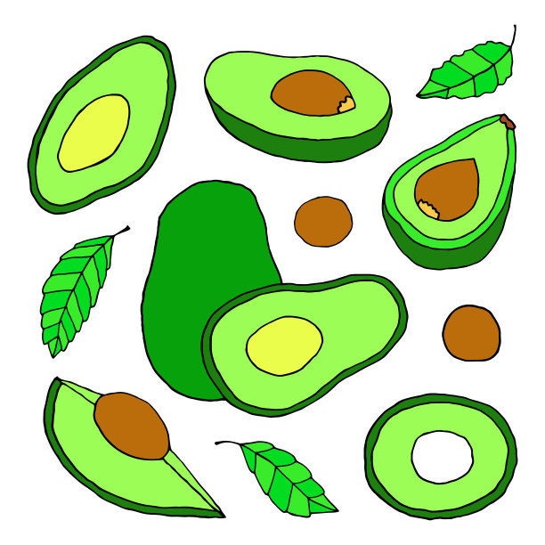 绘制矢量插图的一个牛油果在白色的背景。图片下载