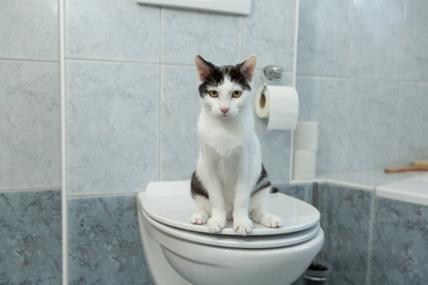 黑白相间的小猫咪坐在人类马桶上图片下载