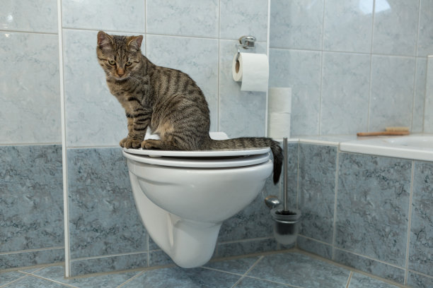 小灰虎斑猫坐在马桶上图片下载