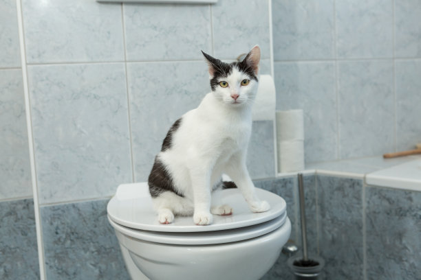黑白相间的小猫咪坐在人类马桶上图片下载