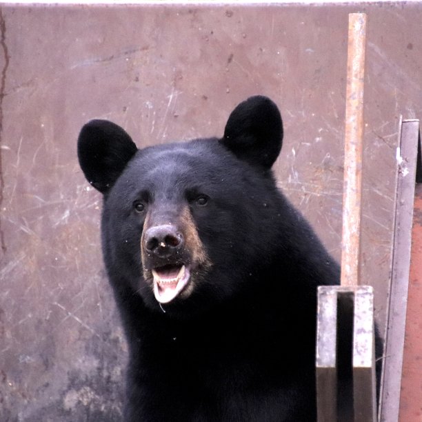 的午餐盒图片下载