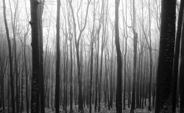 森林里有高大的树木图片下载