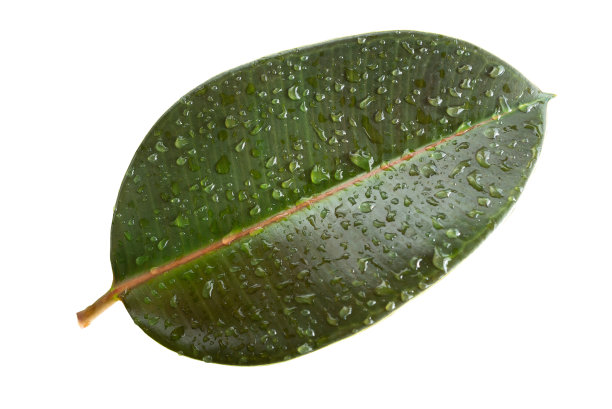湿与水滴热带弹性无花果叶，孤立在白色的背景图片下载
