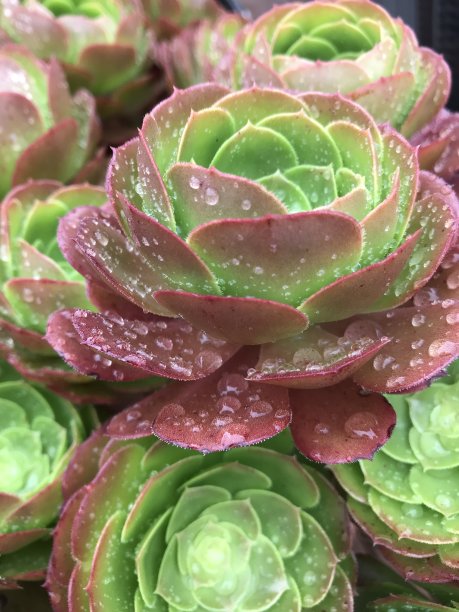 近距离多汁与雨滴图片下载