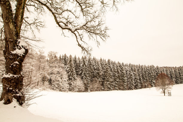 冰雪覆盖的冬季森林图片下载