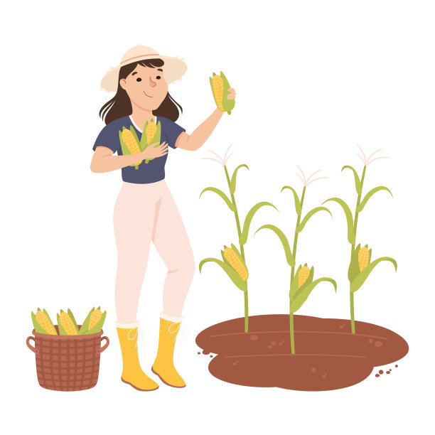 妇女农民或农业工人收集玉米棒子柳条篮子矢量插图图片下载