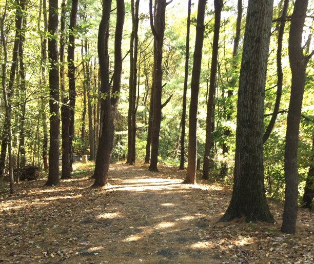 树林里的阳光图片下载