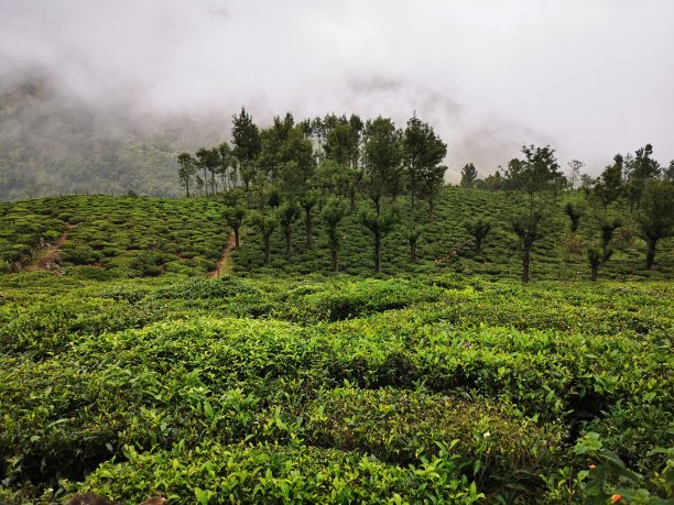 Nilgiri山谷图片下载