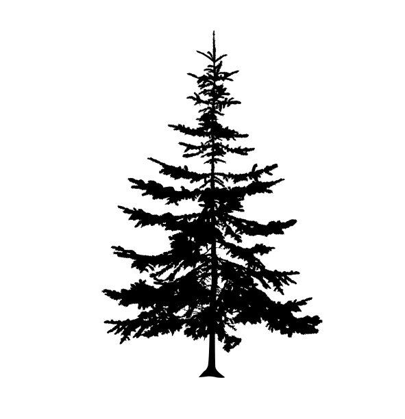 松树的剪影。图片下载