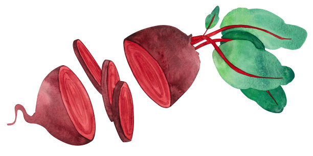 甜菜根在水彩画图片下载