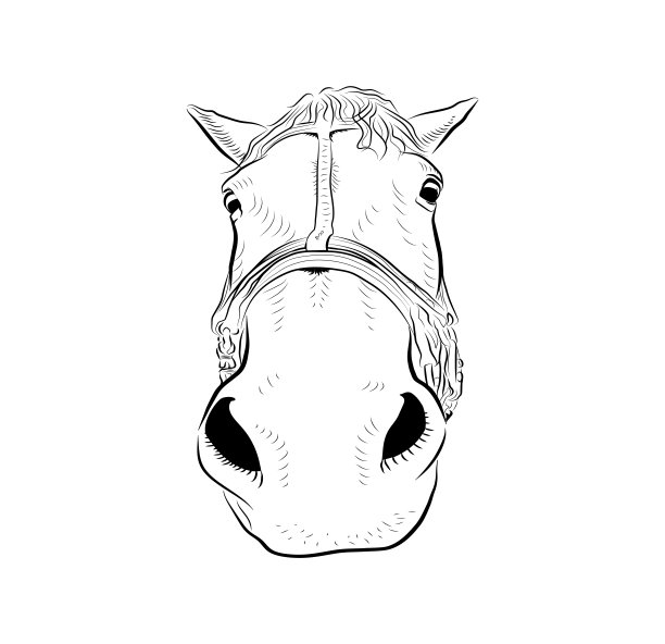 马的头。图片下载