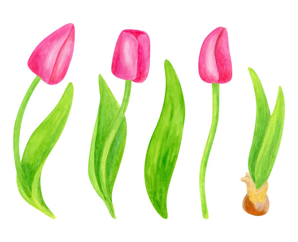 水彩郁金香花。手工绘制的粉红色的春天花与叶子和球茎孤立在白色的背景图片下载