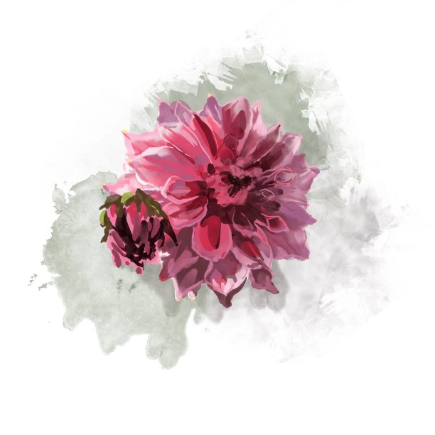 美丽的背景与手绘精致的水彩画红色和粉红色的大丽花。股票图。黑色背景图片下载
