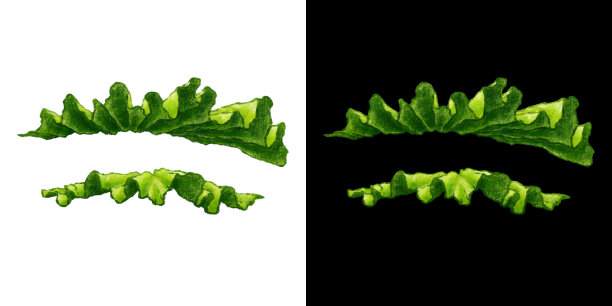 生菜绿叶孤立插图图片下载