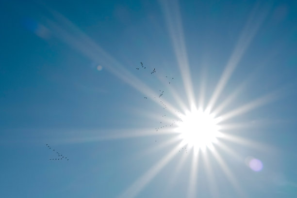 阳光下的候鸟图片下载
