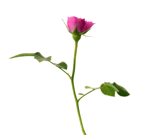 白色背景上的粉红玫瑰。图片下载