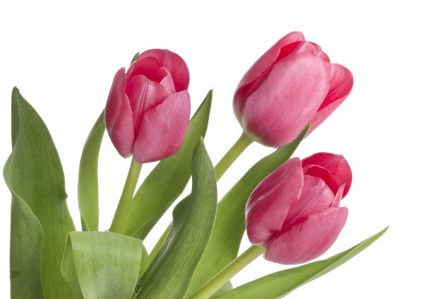 郁金香孤立在白色的背景上图片下载