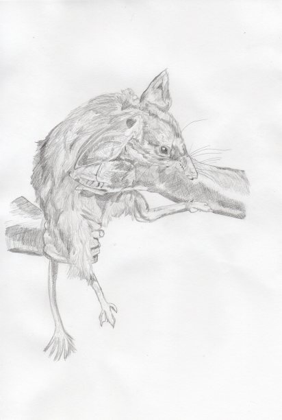 插图澳大利亚本土动物，比尔比图片下载