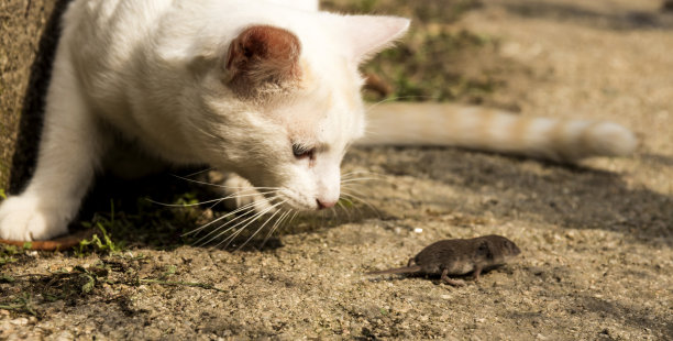 可爱的白猫追着跑开的小老鼠图片下载