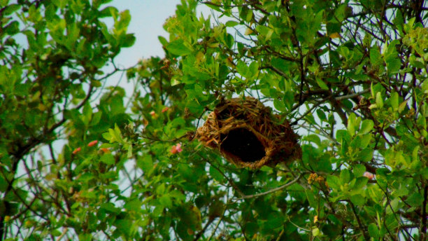 鸟巢图片下载
