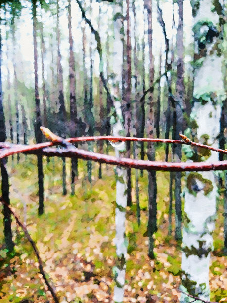 北方，秋林，雨后。图片下载