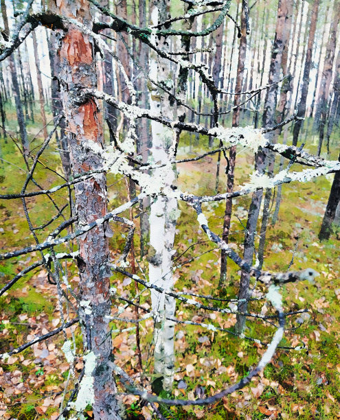 北方，秋林，雨后。图片下载