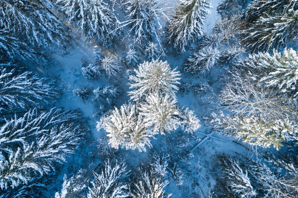 鸟瞰图的冬季森林覆盖在雪和霜。图片下载
