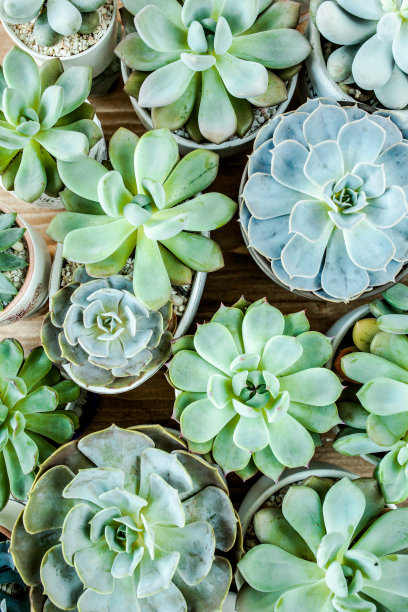 木制背景上美丽的绿色多肉图案。平躺，俯视图图片下载