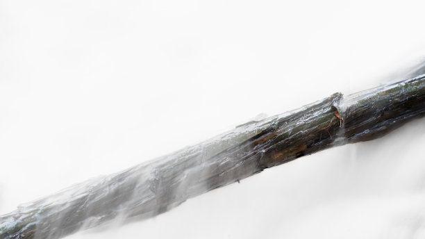 树日志图片下载