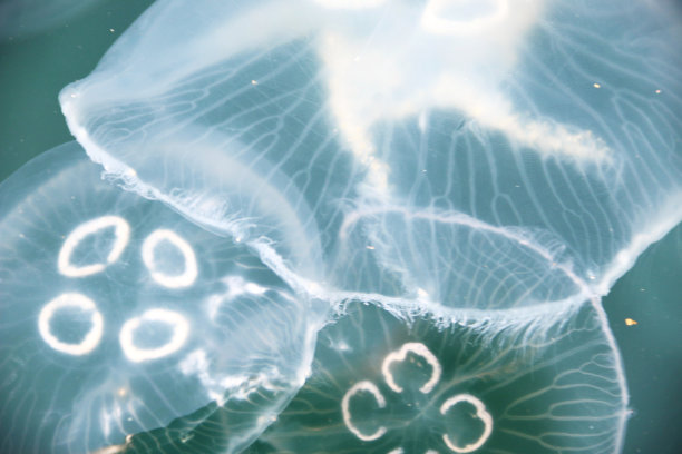 海面上拍摄的水母视图图片下载