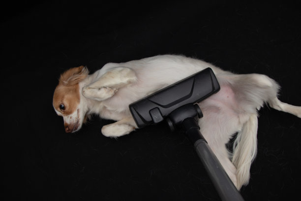 科科尼犬的梳理时间到了图片下载